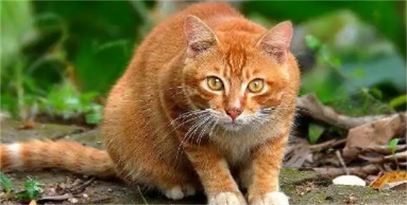 猫咪智商高不高?追溯金丝猫的起源与历史背景! 猫咪智商高不高?追溯金丝猫的起源与历史背景!