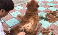 金毛犬掉毛程度怎么样啊