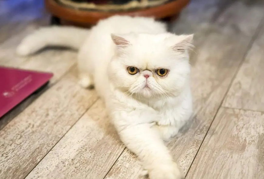 加菲猫打喷嚏流鼻涕了