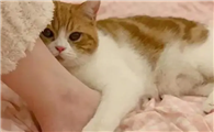 猫咪为什么喜欢抚摸脚呢