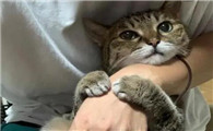 猫为什么会被人怼啊
