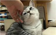 猫咪为什么要用头撞人呢