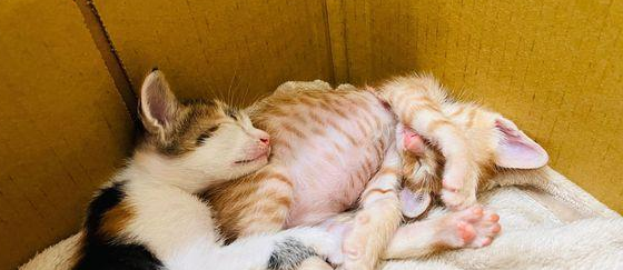人工喂养奶猫多久断奶啊