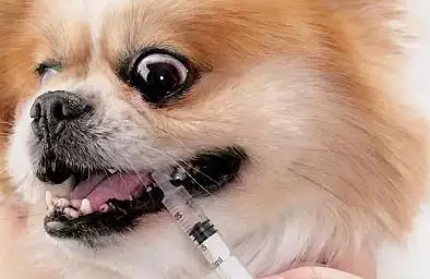 华生维克兽药好不好?不妨来看看吧 华生维克兽药好不好?不妨来看看吧