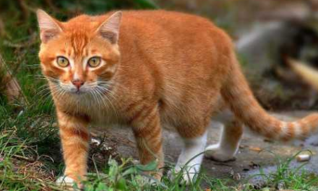 金丝猫多少钱纯种