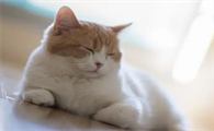 猫咪为什么越长越懒了
