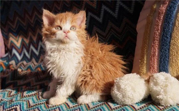 塞尔凯克卷毛猫价格多少 塞尔凯克卷毛猫价格多少
