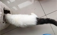 雪中拖枪猫能长多大