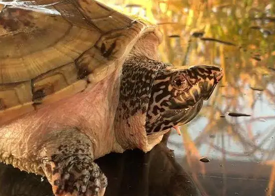 墨西哥蛋龟能长多大? 墨西哥蛋龟能长多大?