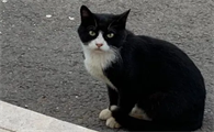 乌云踏雪猫性格