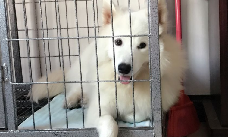 怎么教萨摩耶定点排便 怎么教萨摩耶定点排便