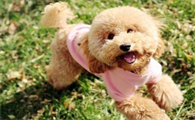 泰迪玩具犬怎么样才能养活