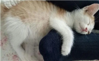 猫咪为什么喜欢晚上黏人呢