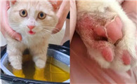 猫长脚癣