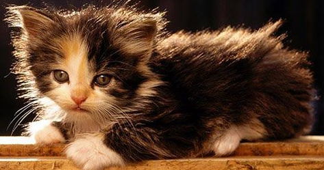 皮堡斯猫性格好不好，饲养的时候要注意什么？