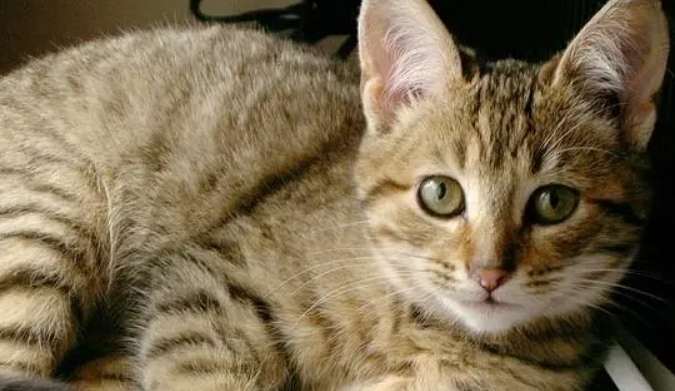 独特品种加州闪亮猫介绍:了解它们的特点和魅力! 独特品种加州闪亮猫介绍:了解它们的特点和魅力!