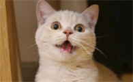 猫咪为什么会按摩身上呢