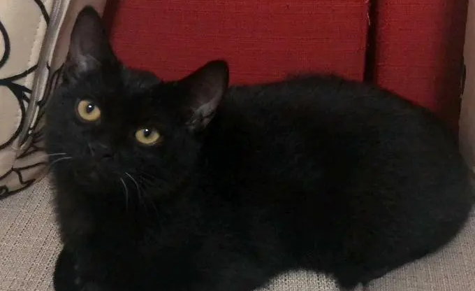 玄猫千万不能养