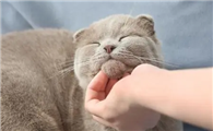猫咪为什么不喜欢被我摸呢