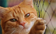 猫咪很嚣张是为怎么了呢