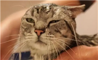 猫咪为什么不让碰水呢