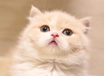 长毛乳白是哪国的猫