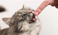 猫咪为什么爱咬电脑板啊