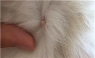 猫咪为什么皮肤上会长息肉呢