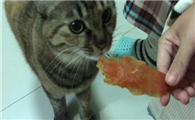 猫咪吃肉为什么臭啊
