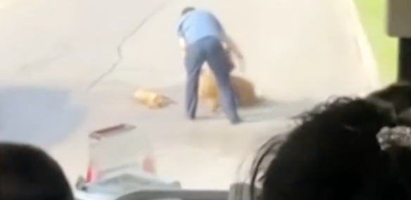 小狗出车祸被撞死，狗妈妈守在旁边不愿走，拉都拉不动！