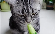 为什么有的猫咪吃黄瓜吐了呢