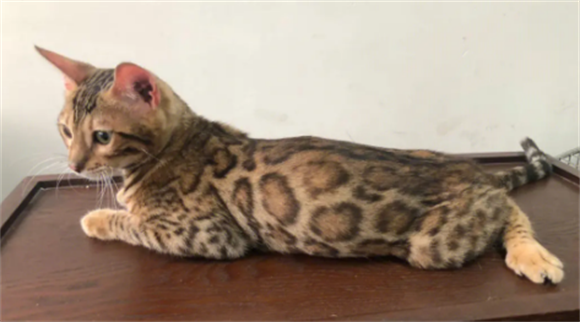 孟加拉猫的性格及外形特征