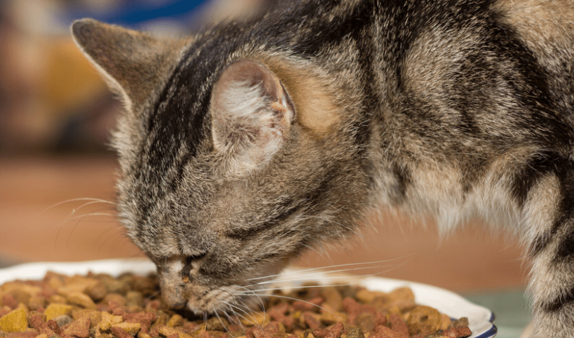 佩内特猫粮是否值得购买? 佩内特猫粮是否值得购买?