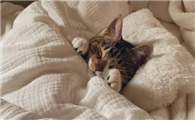 猫在床上睡觉有危害不？