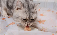 猫咪能吃的零食有哪些