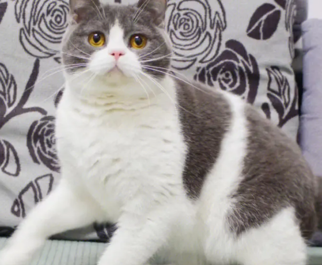 蓝白英短三花猫值钱吗