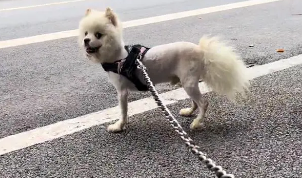 缺乏管教，高颜值却又异常凶猛的博美犬，最终也难逃被送养的结局