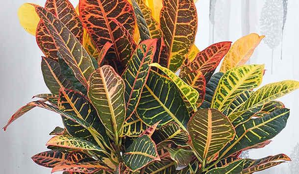 变色龙植物适合家里养吗