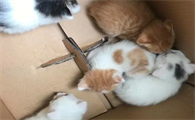 猫为什么咬满月的小猫