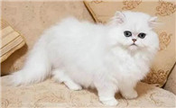怎么给猫取名字
