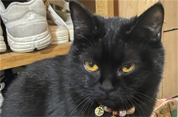 分享中华田园猫——玄猫-宠物网