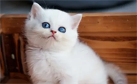 网上怎么卖宠物猫