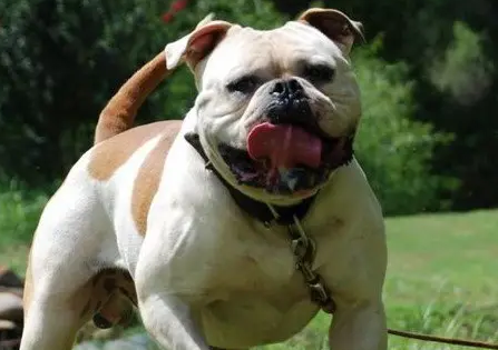 美国斗牛犬是什么狗狗,怎么养? 美国斗牛犬是什么狗狗,怎么养?