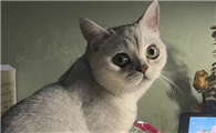 猫咪的指甲裂开是怎么回事啊