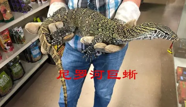 主动让尼罗河巨蜥咬伤,测试“疼痛指数” 主动让尼罗河巨蜥咬伤,测试“疼痛指数”