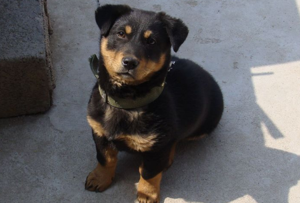 告诉你一个秘密:养狗,最好养四眼犬! 告诉你一个秘密:养狗,最好养四眼犬!
