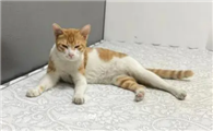 猫咪为什么喜欢钻床垫啊