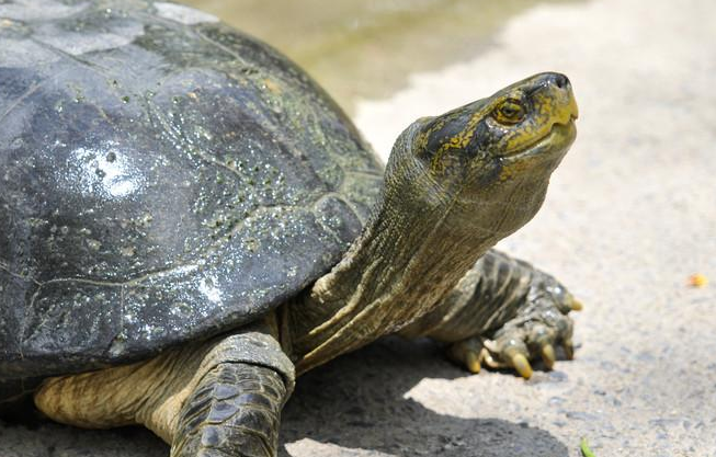 淡水碳龟该怎么养呢?