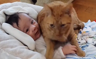 猫为什么会护人类婴儿