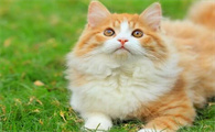 猫咪为什么进食不慢呢怎么回事